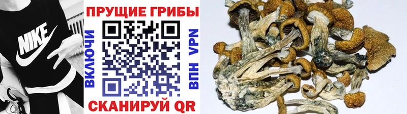 Галлюциногенные грибы Psilocybe  hydra сайт  Горбатов  сколько стоит 
